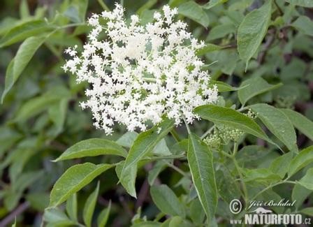 Šťáva z květů černého bezu